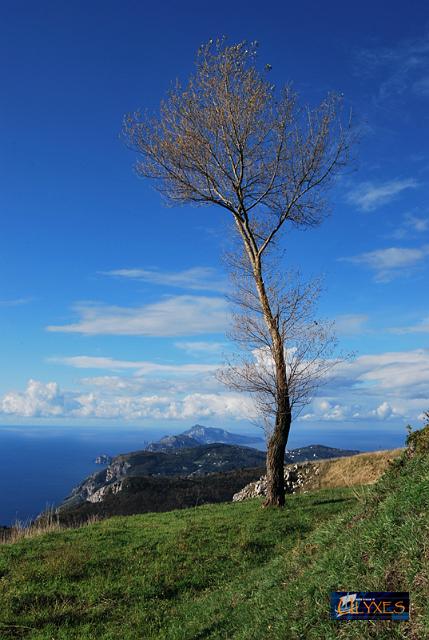penisola dietro un ontano.JPG